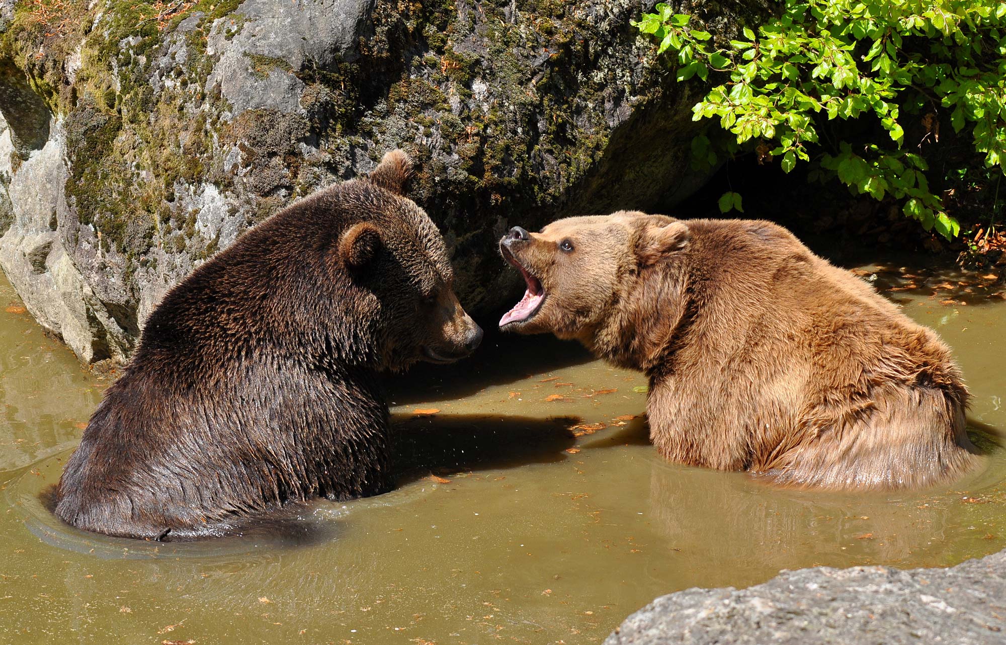 Braunbären im Nationalpark Bayerischer Wald